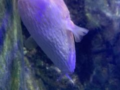 -太平洋海底世界