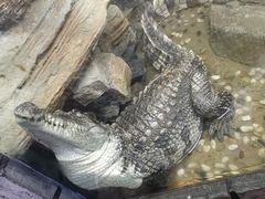 -上海大自然野生昆虫馆(东方明珠·爬宠昆虫探索中心)