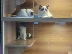 -喵百万·布偶·蓝金金渐层英短·猫舍(百子湾店)
