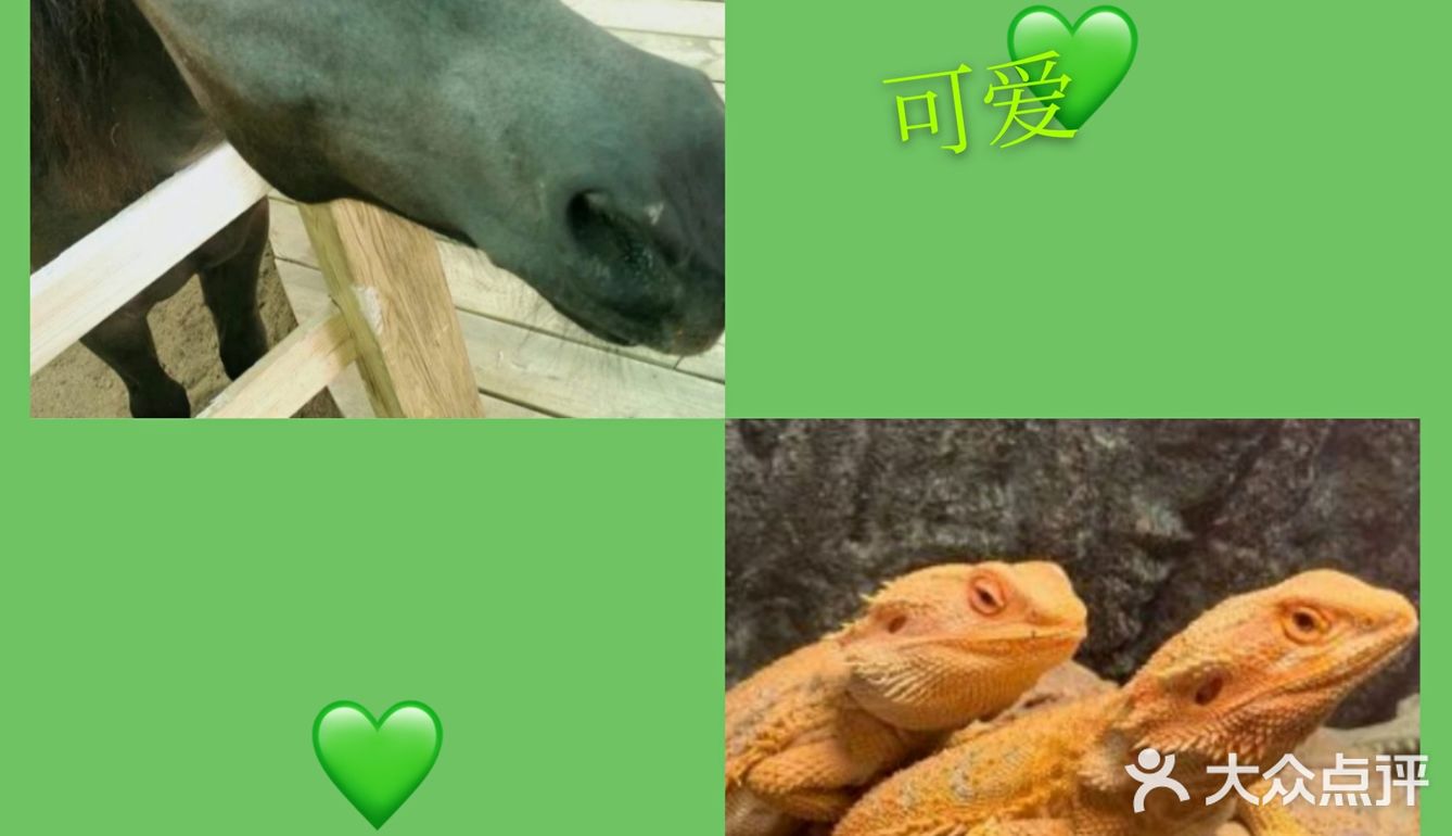 和小动物们做朋友