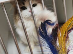 -十月米努特矮脚猫舍