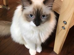 -李小姐の猫咖啡馆(五角场店)