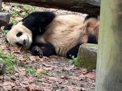 -都江堰中华大熊猫苑