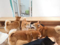 -是阿柴呀！柴犬咖啡·爱喵喵猫咖