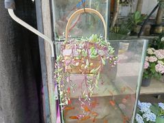 -循礼门鲜花花市(武汉循礼门店)