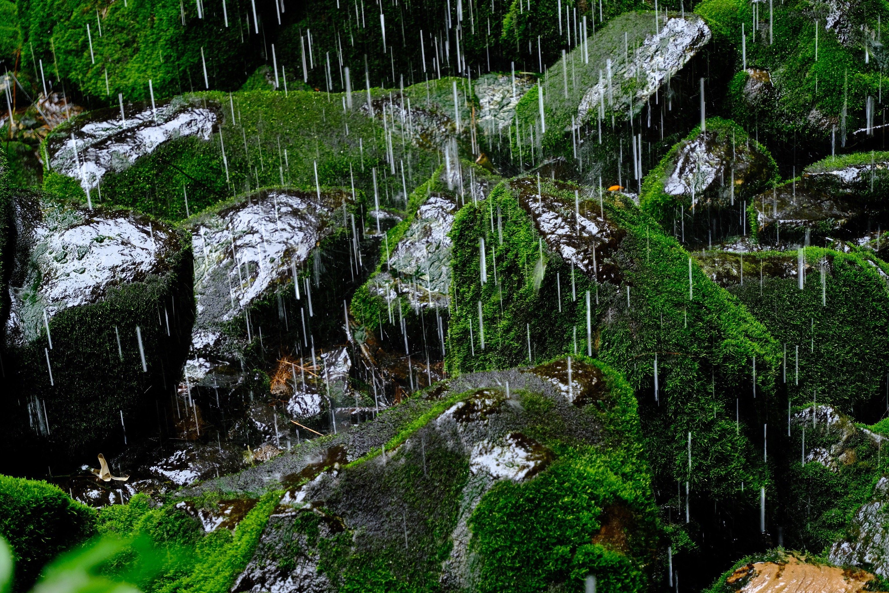 乐山桫椤峡谷|五一好去处