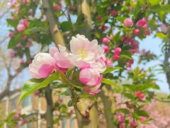 -桃花堤公园