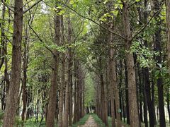 -洛阳市隋唐城遗址植物园