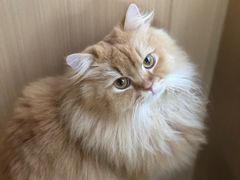 -MOCHA明星猫咖(田子坊店)