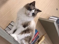 -飞行喵MR PILOT|猫舍·猫咖(静安大融城店)