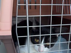 -艾贝尔宠物医院·24H转诊中心·肿瘤猫专科(江宁双龙店)