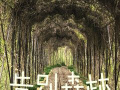 -合肥滨湖国家森林公园