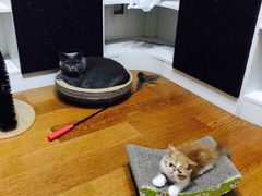 -八公叔叔宠物美容连锁(春申店)