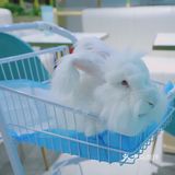 边喝下午茶，边撸安哥拉巨兔。太治愈了