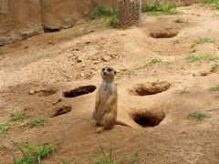 -西霞口神雕山野生动物世界