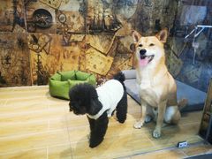-宠物之家Pets Home 宠物寄养酒店