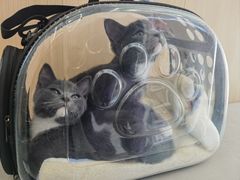 -瑞派·关忠动物医院·猫专科·犬专科(三环新城店)