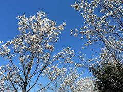 -梅花山(明孝陵内)