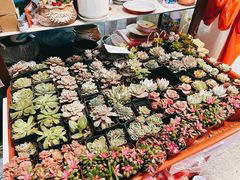 -宝鸡东道花鸟鱼虫市场(吉利花园商场店)