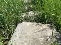 -西青郊野公园