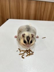 -Moni星球萌宠·小马宝莉·灵蛇·高端高阶全萌宠互动体验俱乐部(红豆国际广场店)