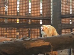 -清迈夜间动物园