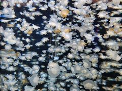 -太平洋海底世界