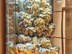 -粤珍轩·家宴·广式茶点(新城广场店)