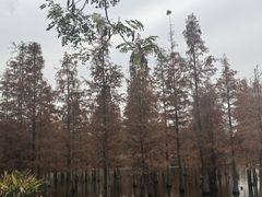 -白鹭湾湿地公园