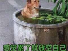 -狐狸和向日葵(北京路店)