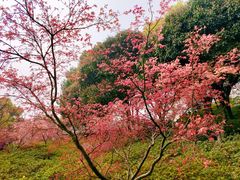 -苏州上方山国家森林公园