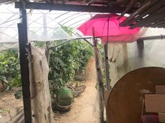 -马陆小张葡萄园农家乐