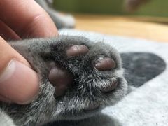 -猫亿天猫咖