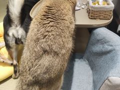 -逗柴咖啡屋·狗咖猫咖宠物桌游