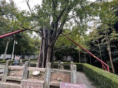 -上海佘山国家森林公园天马山园