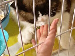 -猫宠乐园·专业洗护
