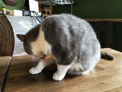 -猫猫幼稚园·撸猫·桌游·电玩