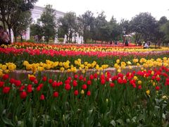 -洛阳郁金香牡丹园