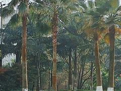 -龙头寺公园