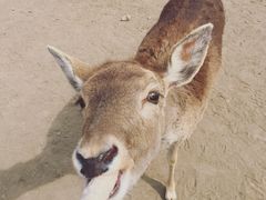 -北京麋鹿生态实验中心