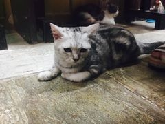-猫咪博物馆(顶澳仔猫街店)