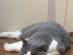 -凯特喵百思猫专科医院
