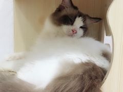 -猫色咖啡·猫咖