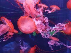-北京海洋馆