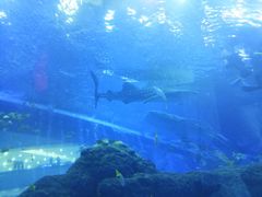 -成都浩海立方海洋公园