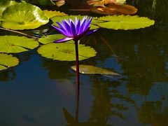 -国家植物园南园