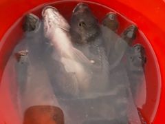 -会江钓鱼钓虾烧烤场