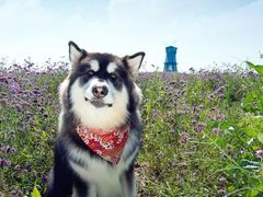 -超宠爱宠物摄影-Super pet
