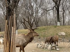 -北京野生动物园