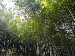 -南京市无想山景区